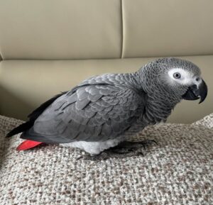 African grey parrots for sale qld Australia-parrot grey African for sale Australia-Parrots for sale African grey Australia-Buy African grey parrot online.