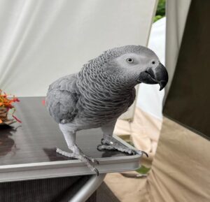 Congo African Grey parrots for sale near me, Grey African Parrots for sale, Baby African Grey Parrot For Sale​. With health Guarantee.