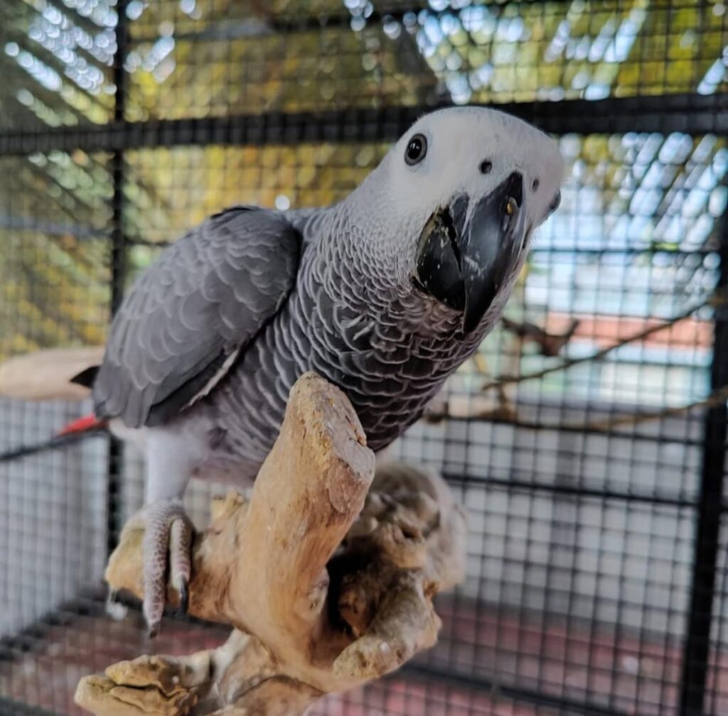 Congo African Grey parrots for sale near me, Grey African Parrots for sale, African Grey Parrot eggs For Sale, Baby African Grey Parrot For Sale.