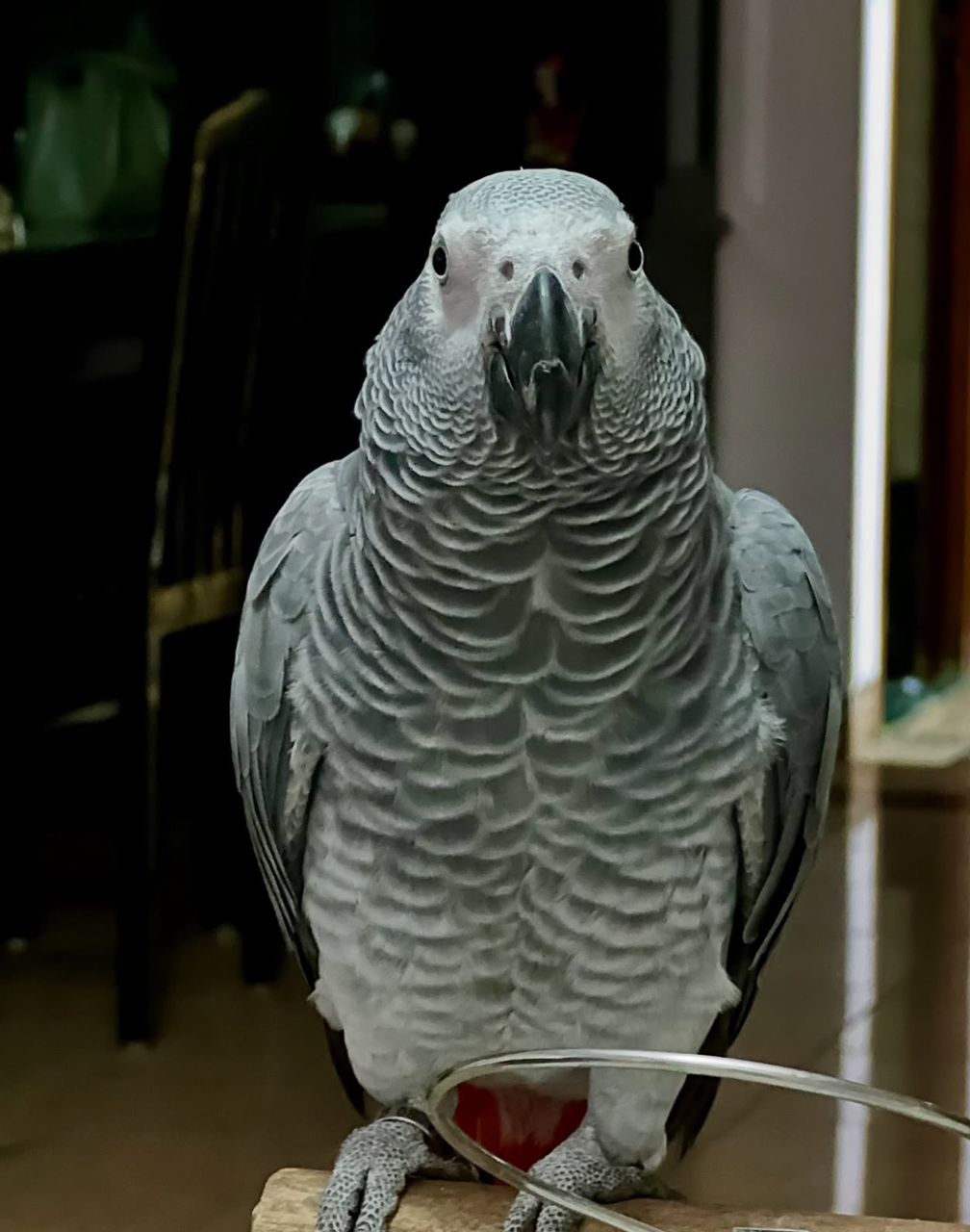 Congo African Grey parrots for sale near me, Grey African Parrots for sale, African Grey Parrot eggs For Sale, Baby African Grey Parrot For Sale.