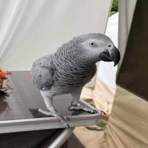 Kuku