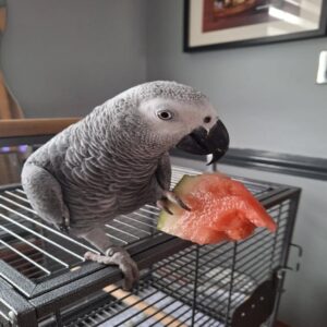 Pedro