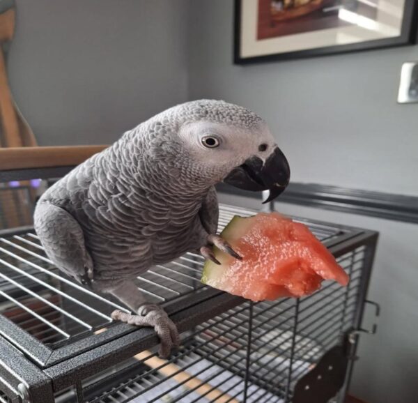 Pedro