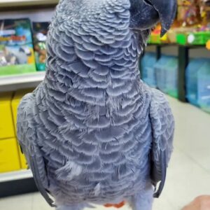 African grey parrots for sale qld Australia-parrot grey African for sale Australia-Parrots for sale African grey Australia-Buy African grey parrot online.