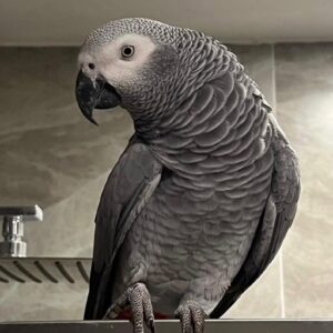 Congo African Grey parrots for sale near me, Grey African Parrots for sale, Baby African Grey Parrot For Sale. With a health Guarantee.