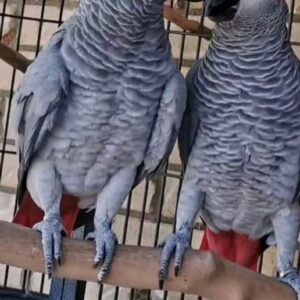Baby African Grey Parrots For Sale Near me UK, Parrot Grey African For Sale UK, Parrots For Sale African Grey UK. Come full health Guarantee