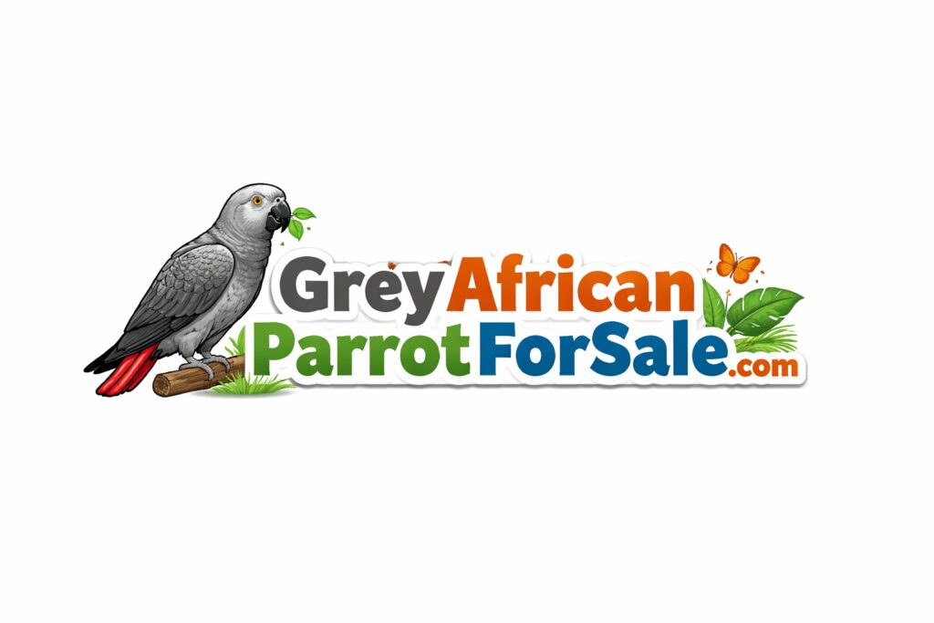Congo African Grey parrots for sale near me, Grey African Parrots for sale, Baby African Grey Parrot For Sale.