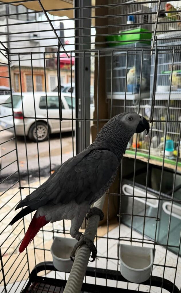 Congo African Grey parrots for sale near me, Grey African Parrots for sale, Baby African Grey Parrot For Sale.
