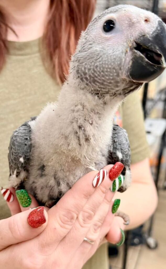 Congo African Grey parrots for sale near me, Grey African Parrots for sale, Baby African Grey Parrot For Sale.